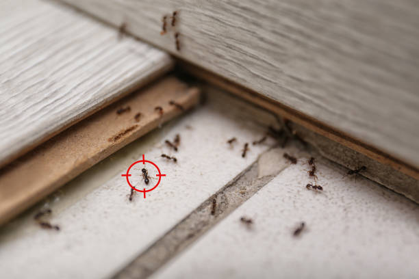 Best Pest Prevention Services  in Livingston, LA